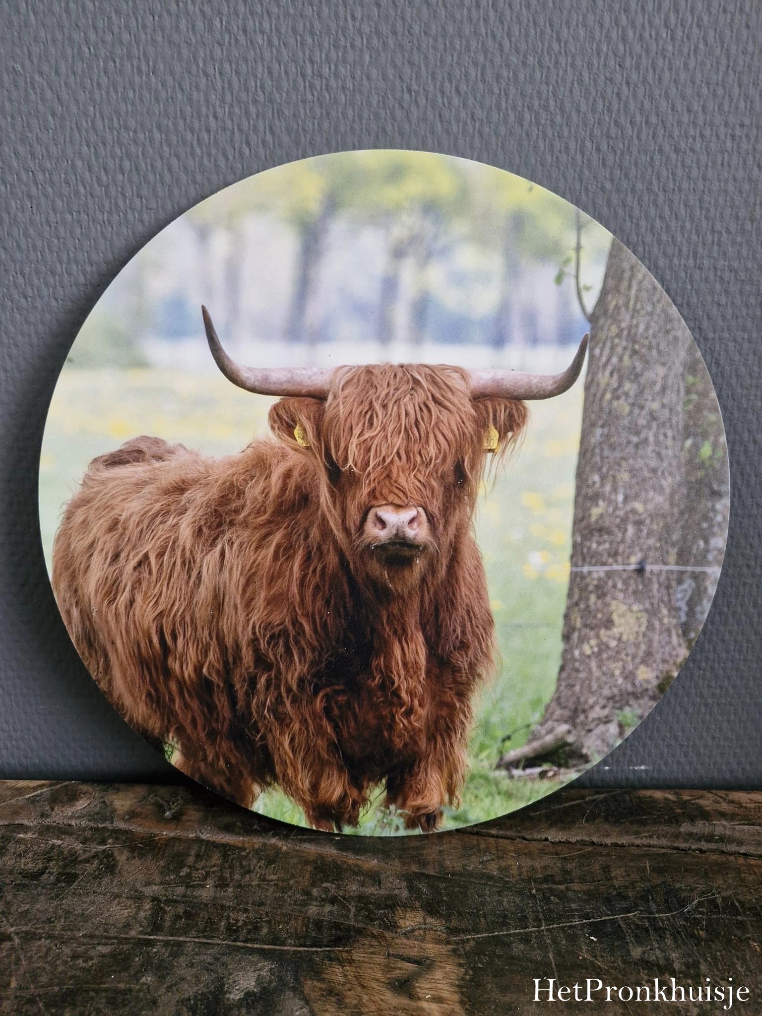 Muurcirkel. Hooglander bij boom - Afbeelding 2