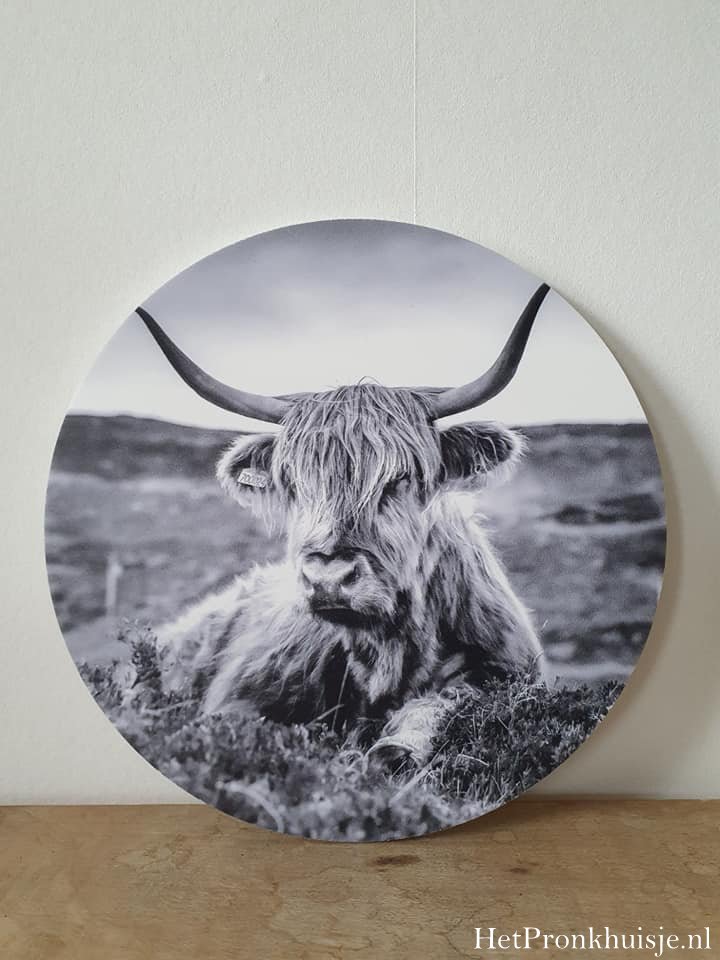 Muurcirkel. Hooglander liggend. Zwart wit. - Afbeelding 2