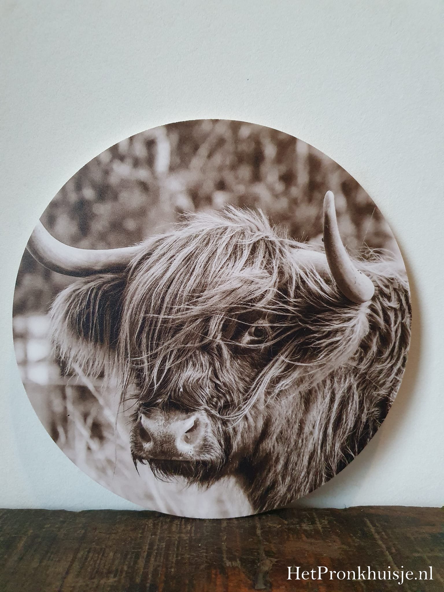 Muurcirkel. Hooglander sepia. - Afbeelding 2