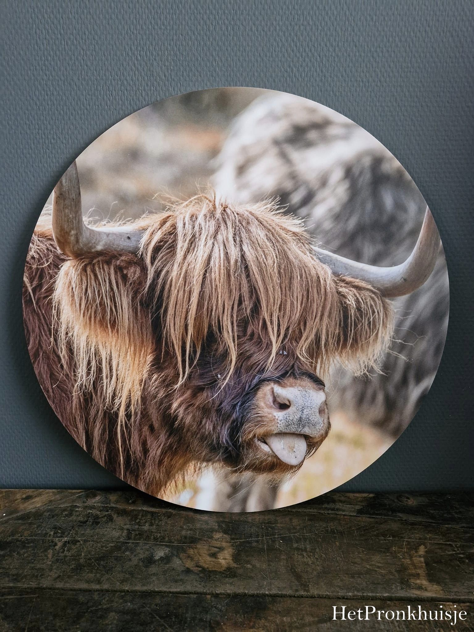 Muurcirkel. Hooglander tong. - Afbeelding 2