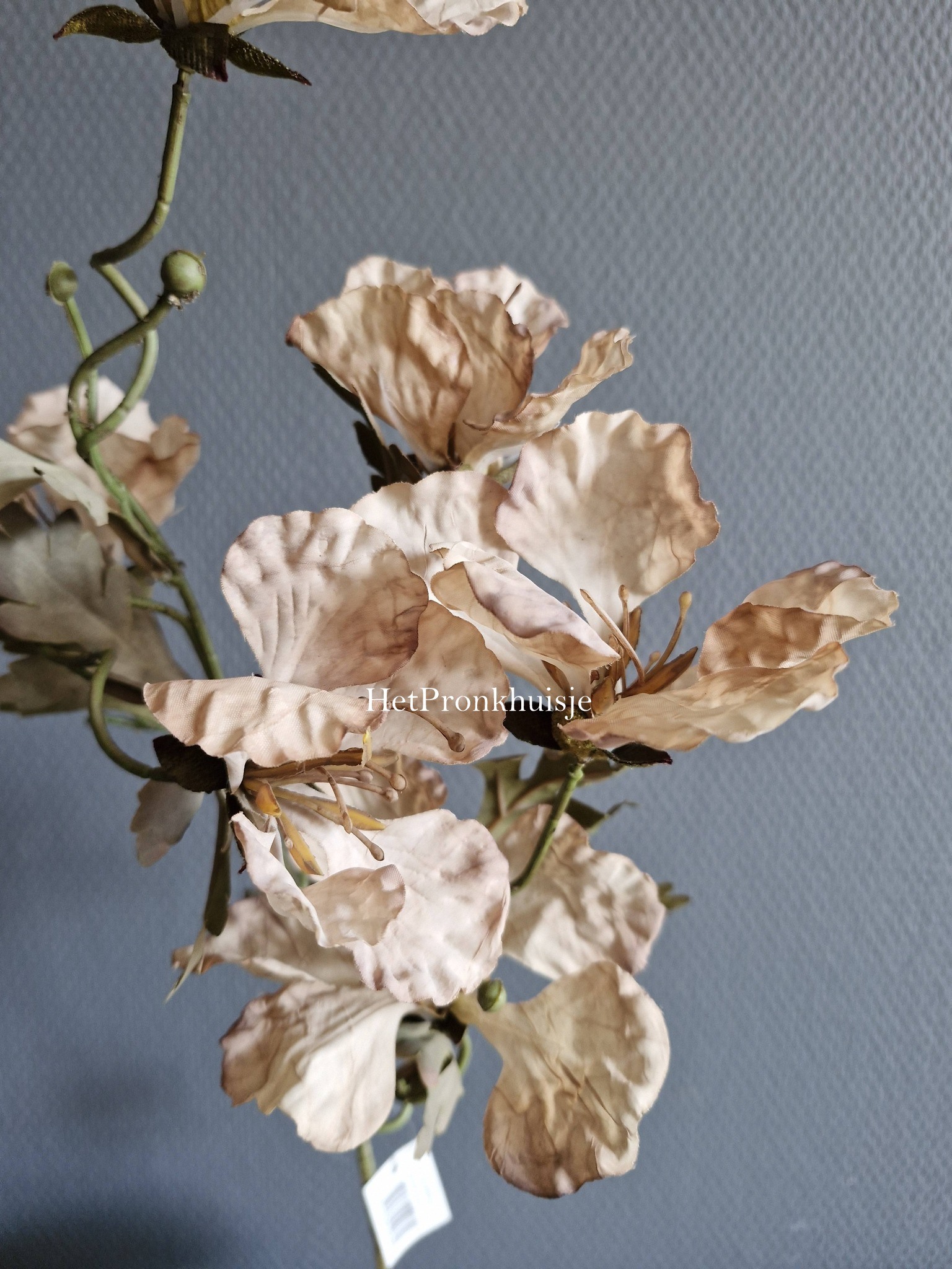 Suzo. Clematis tak bruin - Afbeelding 3