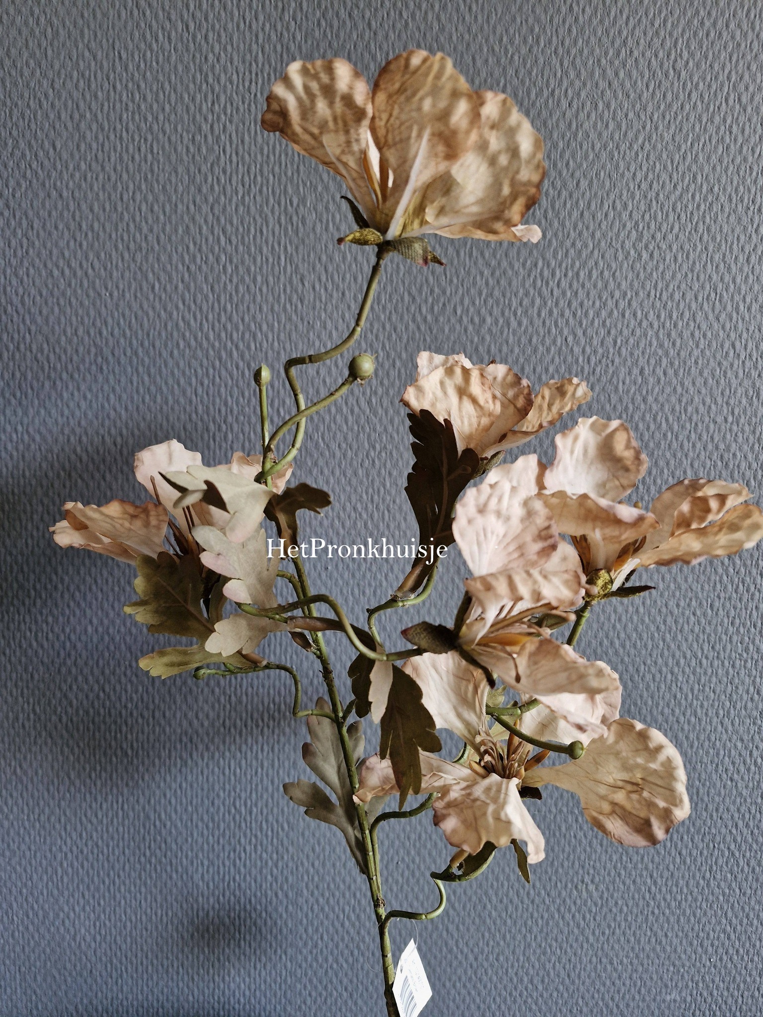 Suzo. Clematis tak bruin - Afbeelding 2