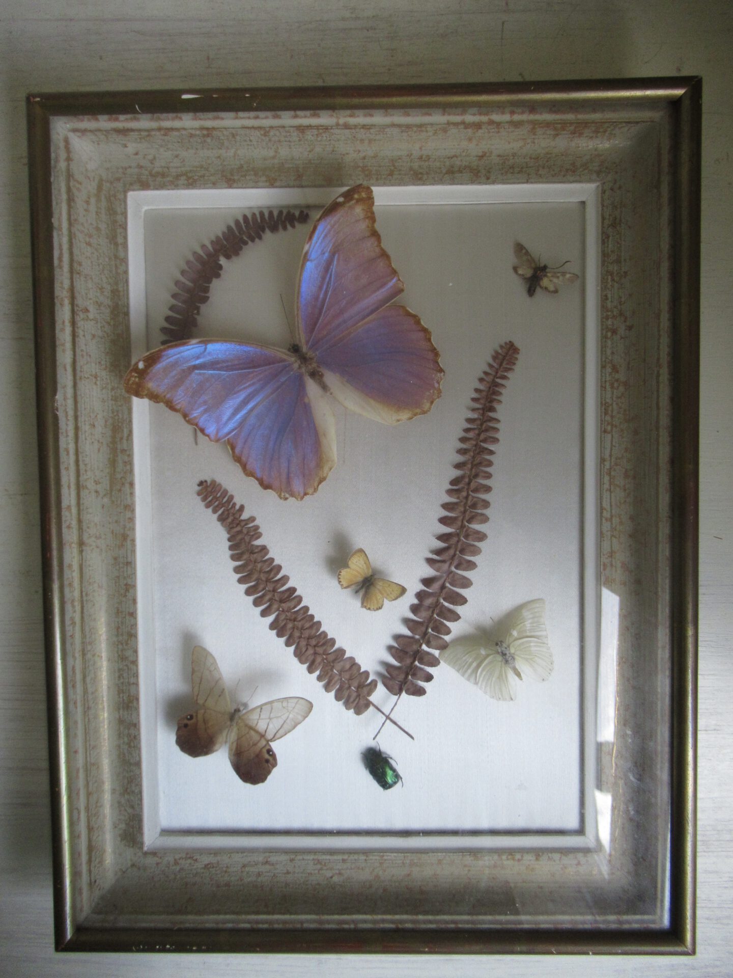 prachtige oude Franse vlinder lijst - Afbeelding 3