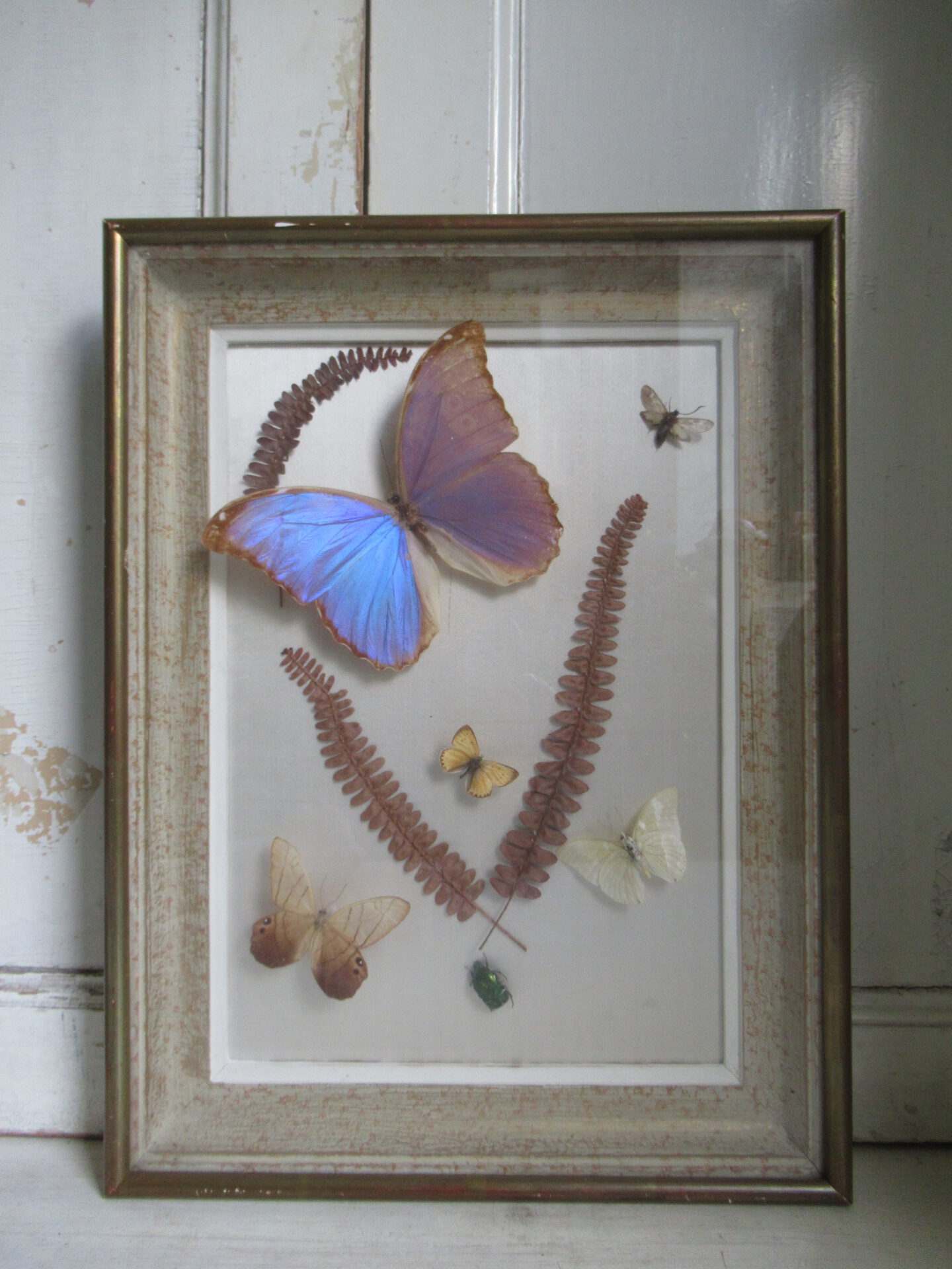 prachtige oude Franse vlinder lijst - Afbeelding 2