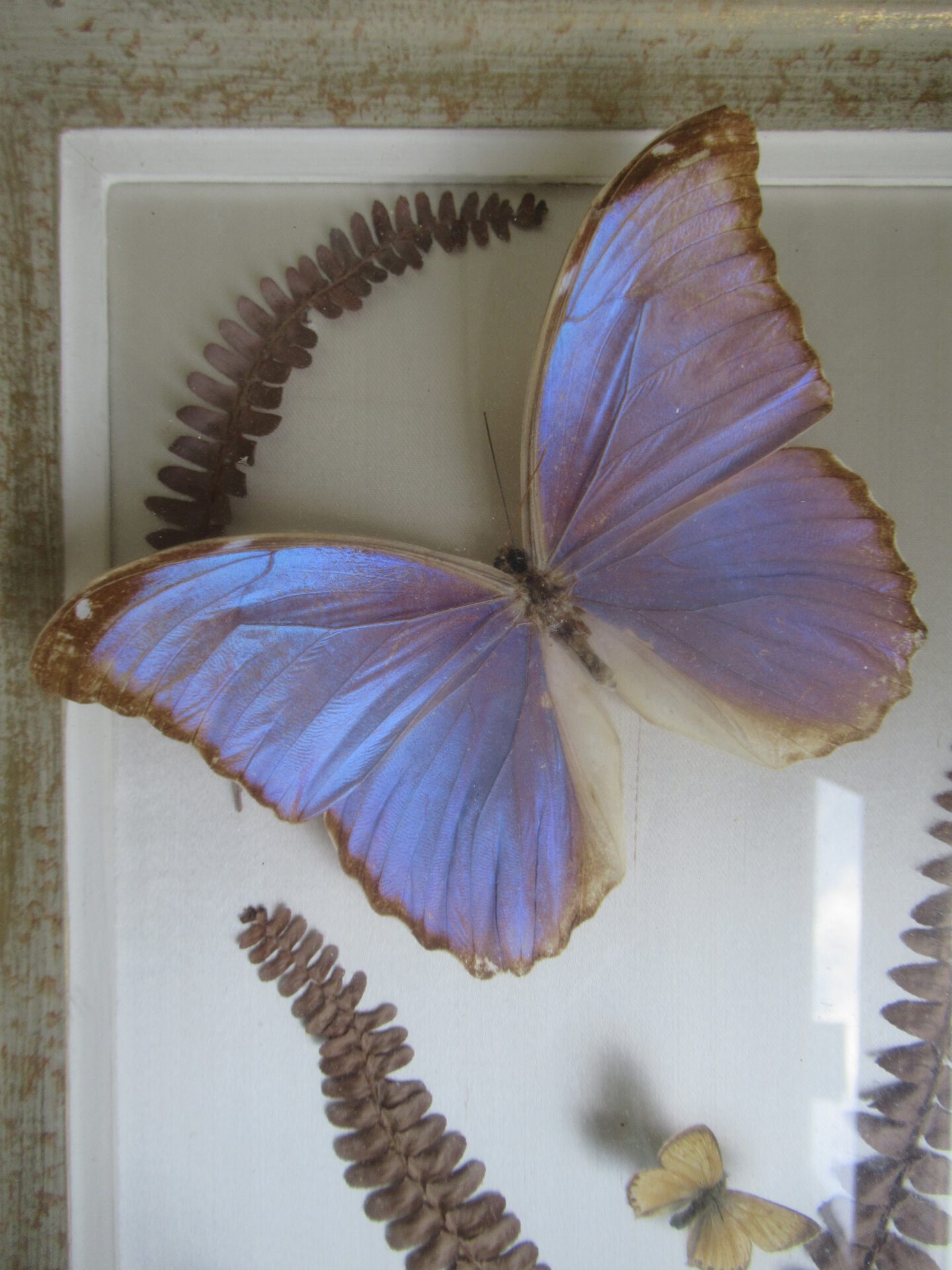 prachtige oude Franse vlinder lijst - Afbeelding 5