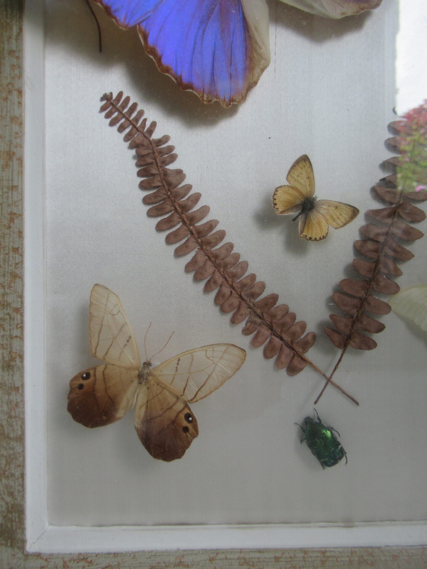 prachtige oude Franse vlinder lijst - Afbeelding 6