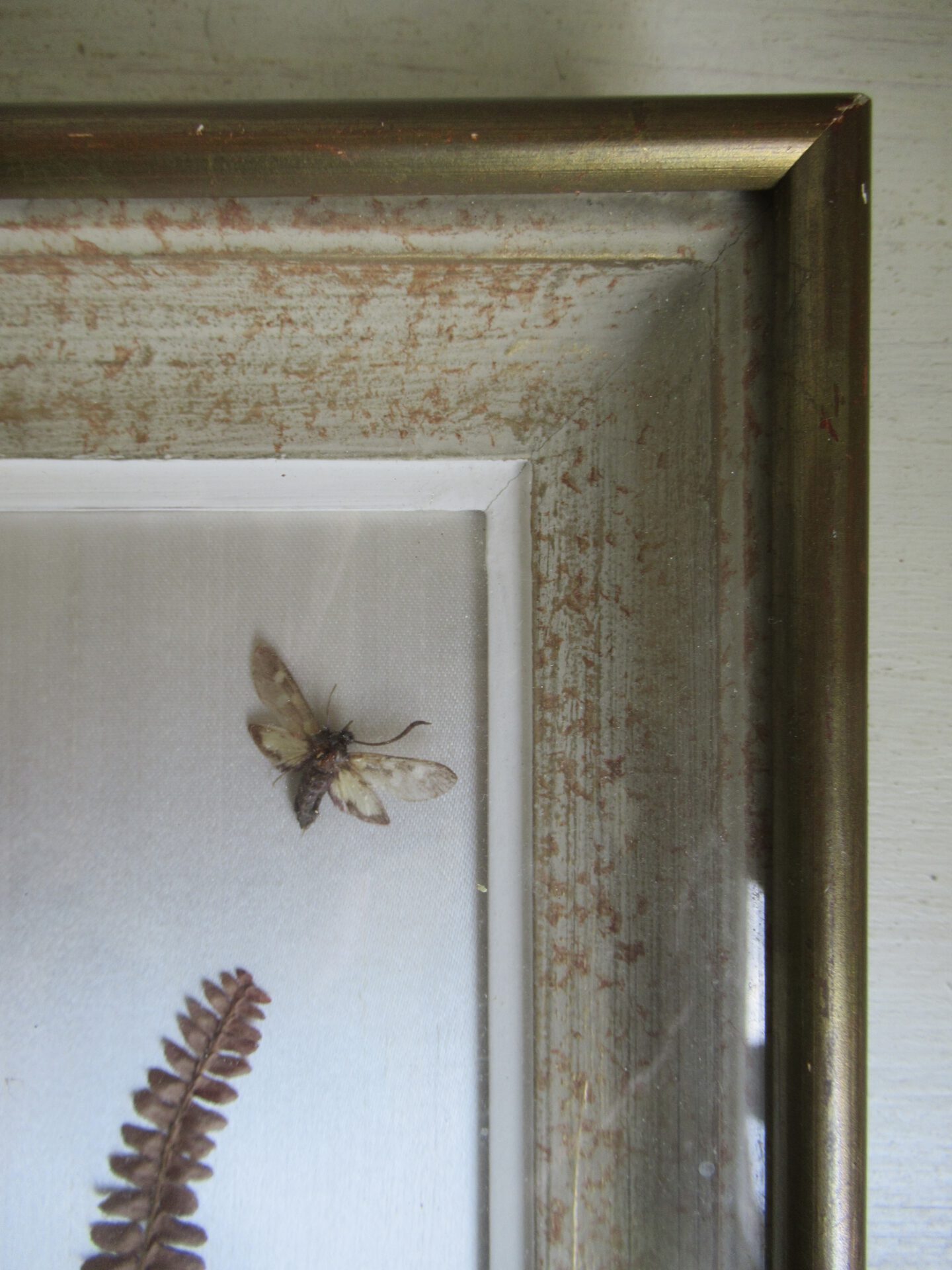 prachtige oude Franse vlinder lijst - Afbeelding 7