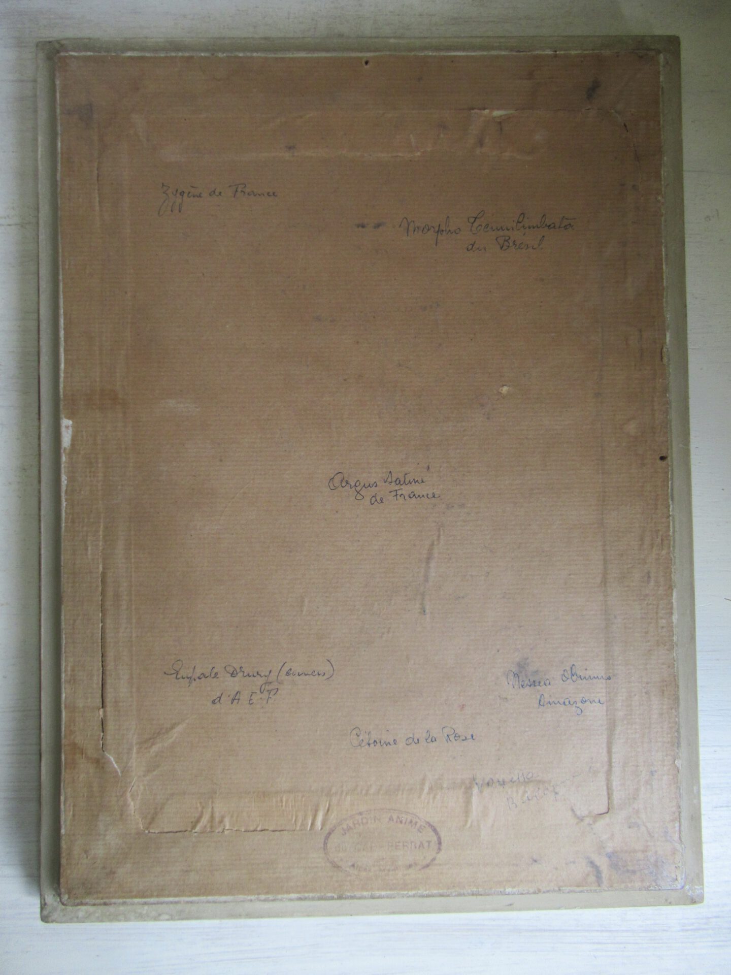 prachtige oude Franse vlinder lijst - Afbeelding 8